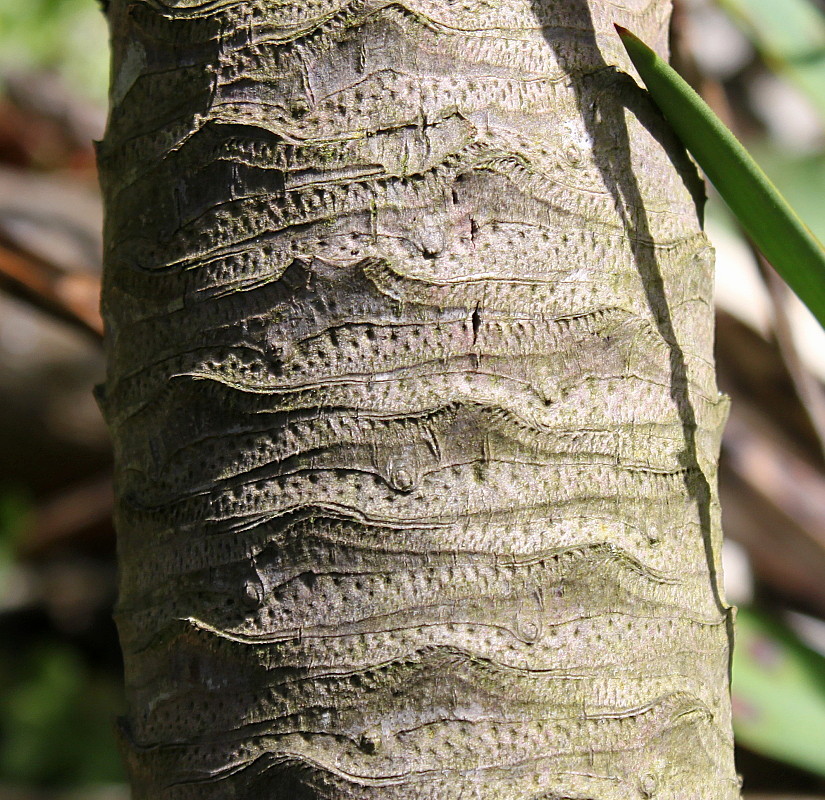 Image of genus Yucca specimen.