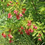 Acer tataricum. Ветвь с незрелыми плодами. Ростовская обл., Неклиновский р-н, Андреево-Мелентьевское с/п, балка Сухая. 13.06.2013.