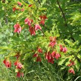 Acer tataricum