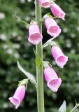 Digitalis purpurea