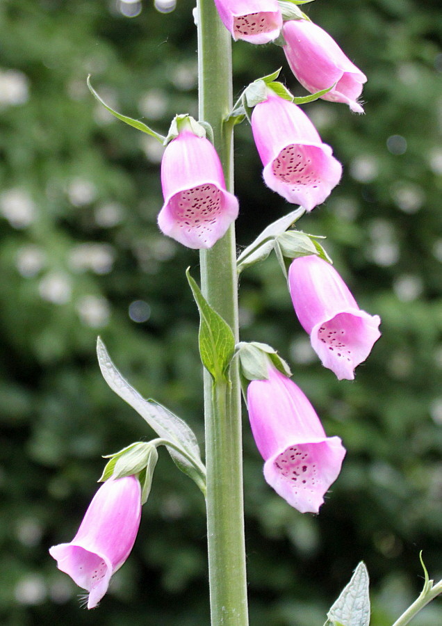 Изображение особи Digitalis purpurea.