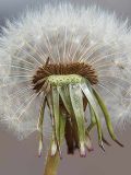 Taraxacum officinale. Соплодие. Санкт-Петербург, пустырь. 2 июня 2009 г.