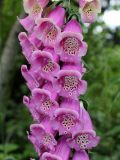 Digitalis purpurea