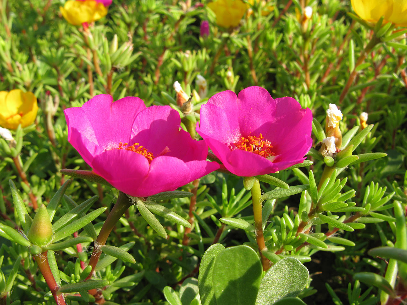 Image of Portulaca grandiflora specimen.