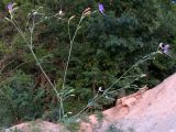 Delphinium paniculatum