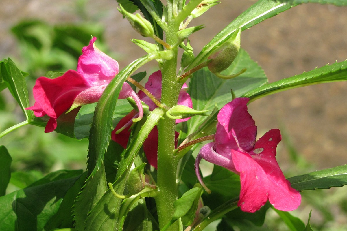 Image of Impatiens balsamina specimen.