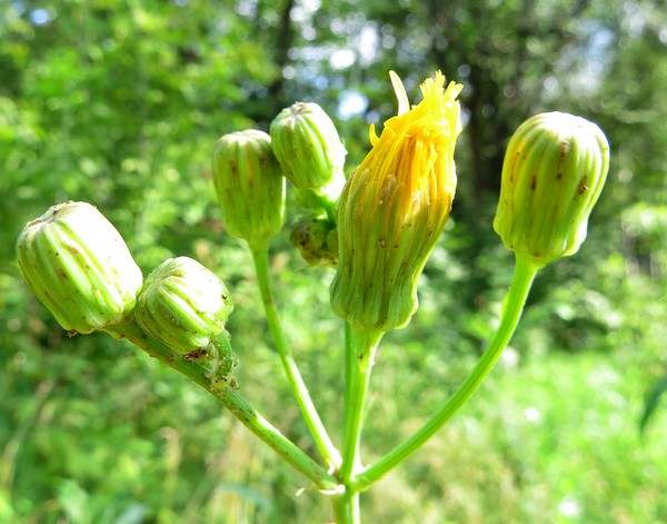 Изображение особи Sonchus arvensis ssp. uliginosus.