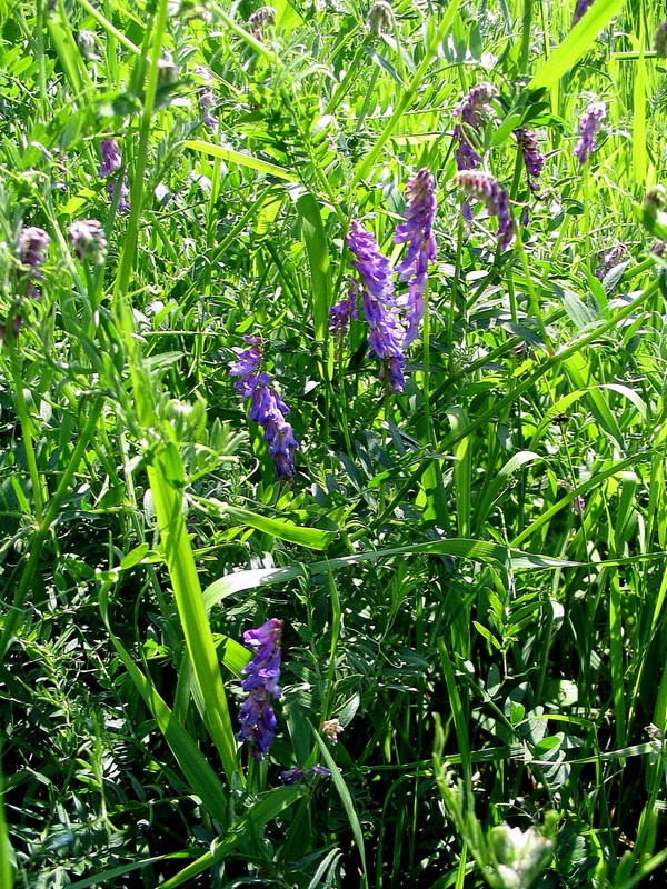 Image of Vicia cracca specimen.