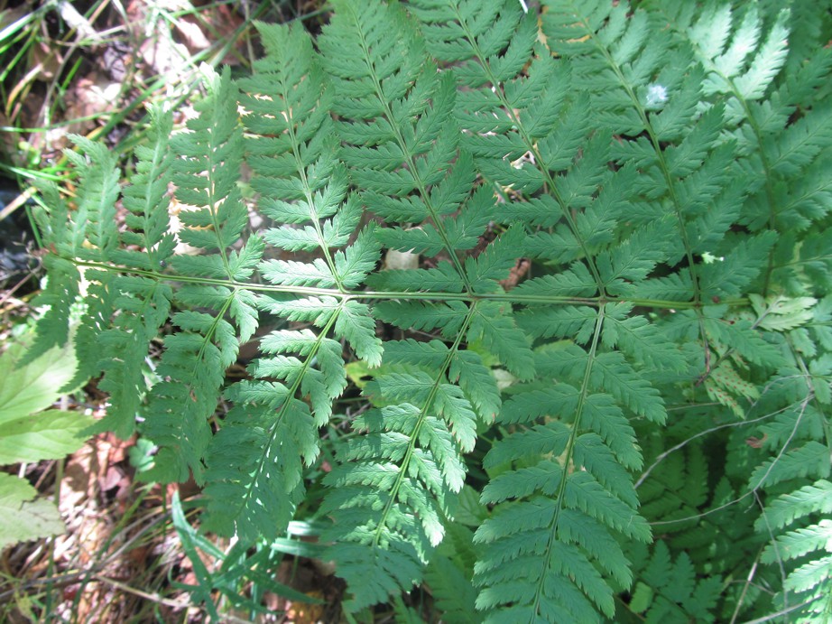 Изображение особи род Dryopteris.