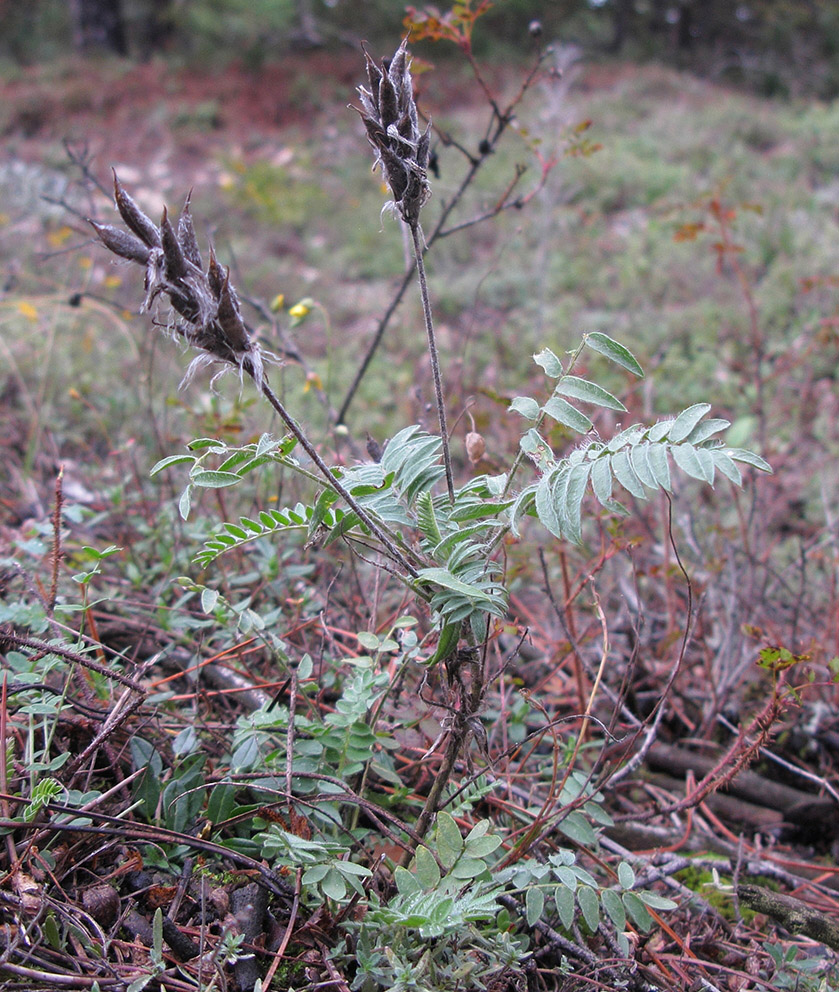 Изображение особи Oxytropis pilosa.