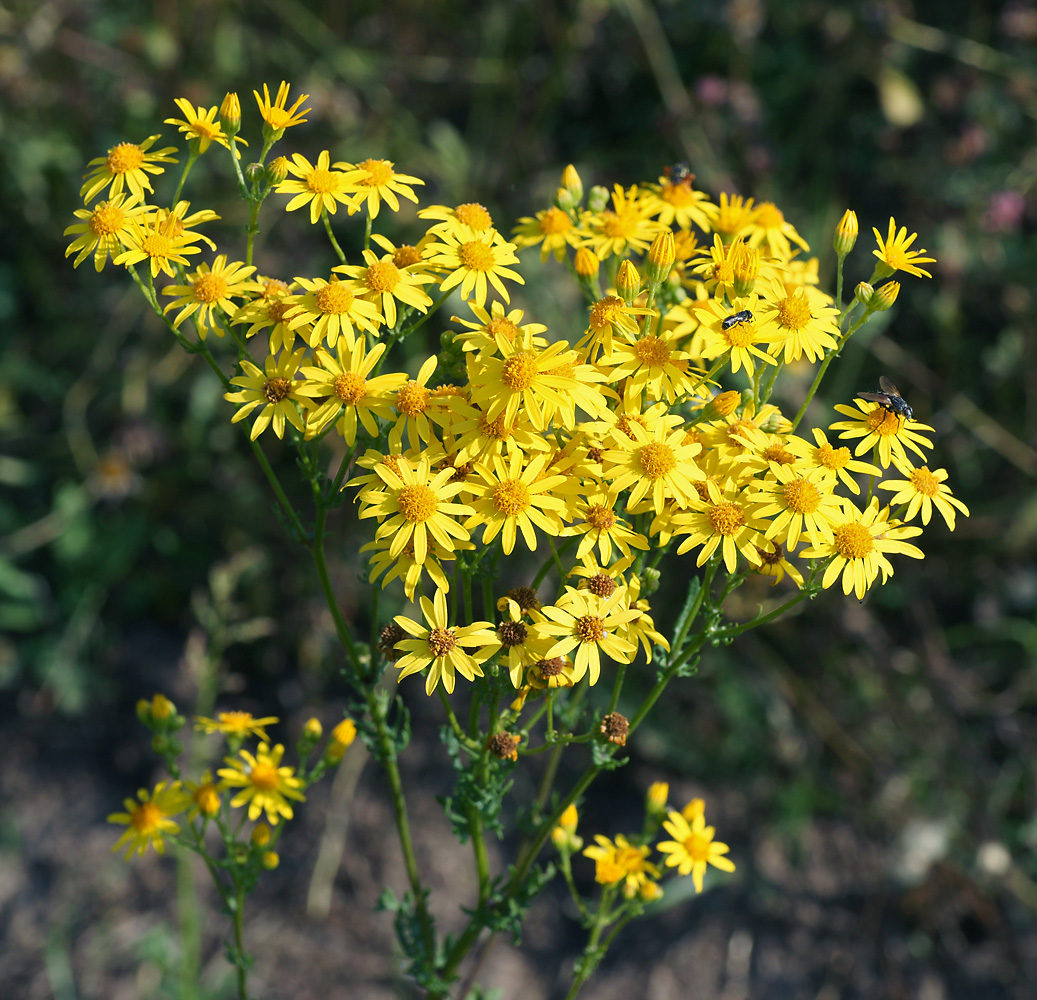 Изображение особи Senecio jacobaea.