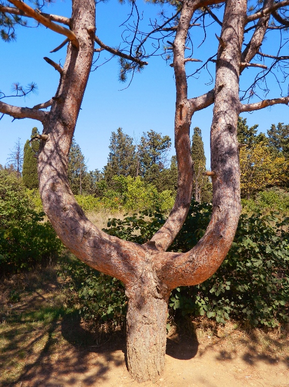 Image of Pinus pallasiana specimen.