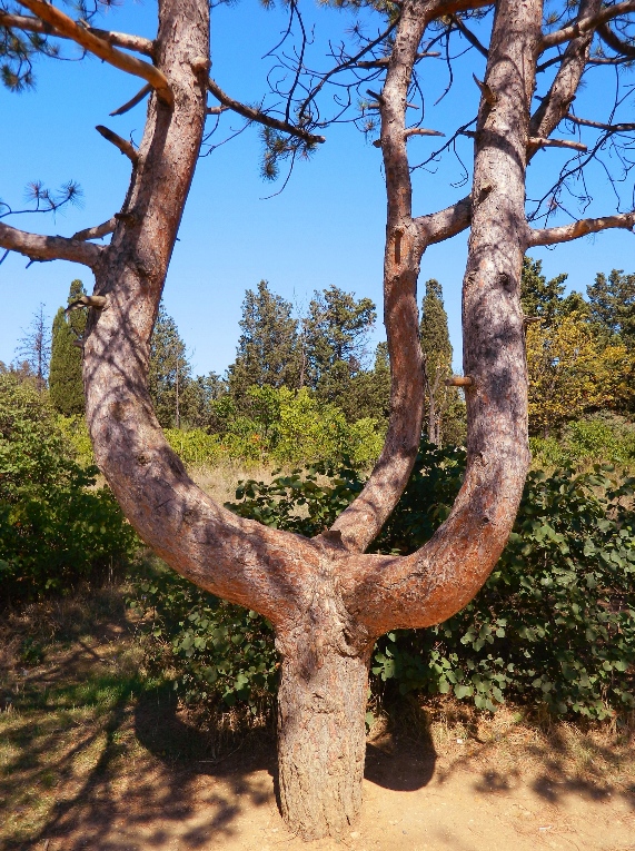 Изображение особи Pinus pallasiana.