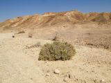 Salsola cyclophylla. Цветущее и плодоносящее растение в мелком широком русле. Израиль, центральная Арава, предгорье. 29.10.2013.