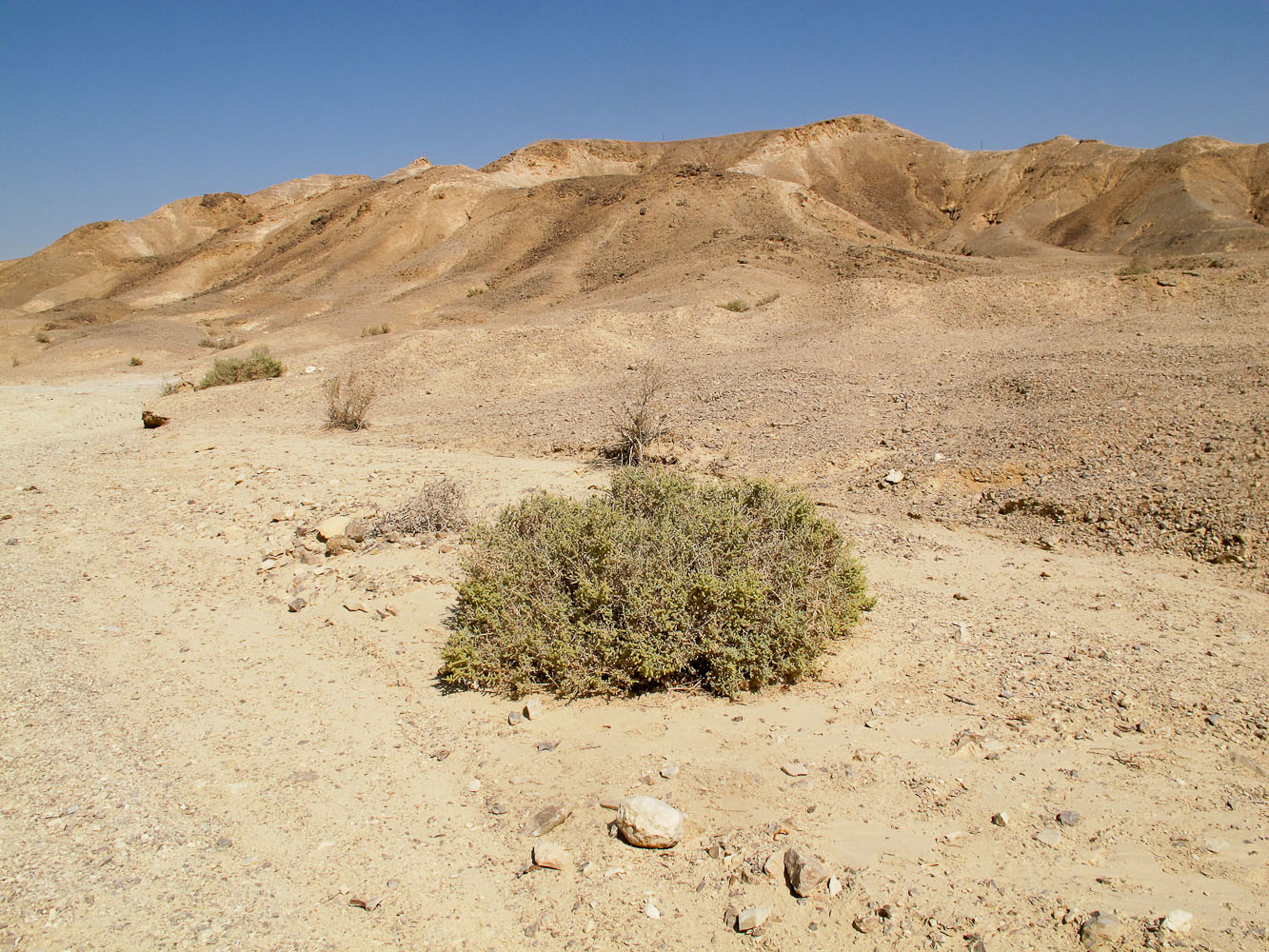 Image of Salsola cyclophylla specimen.