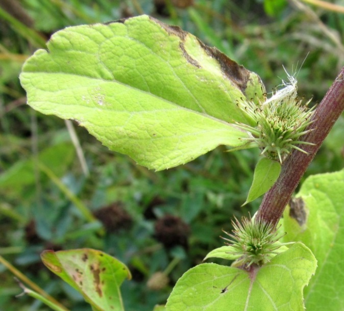 Изображение особи Arctium lappa.