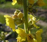 Verbascum densiflorum