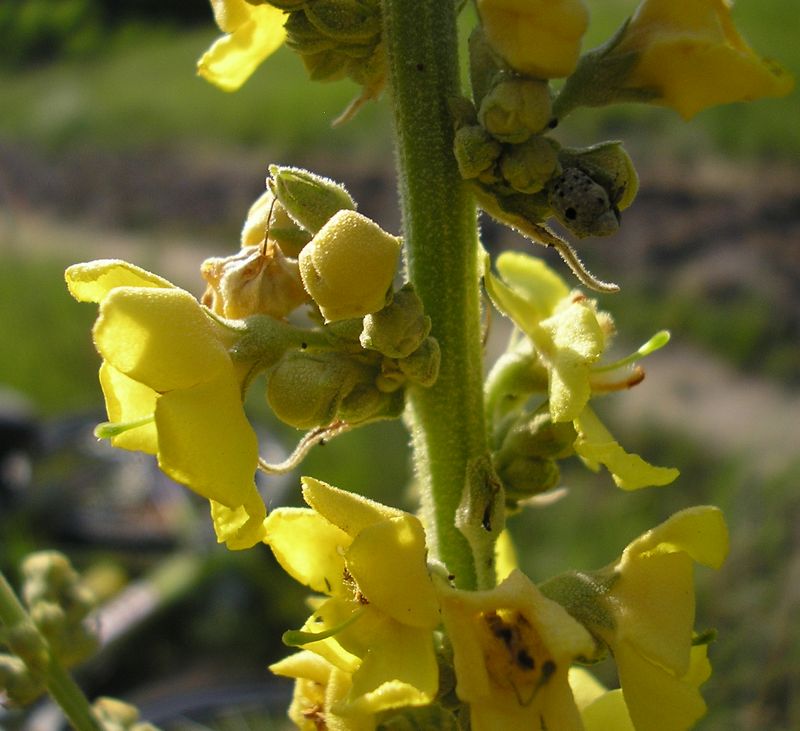 Изображение особи Verbascum densiflorum.
