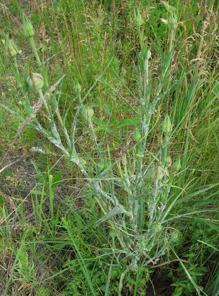 Image of Tragopogon pratensis specimen.