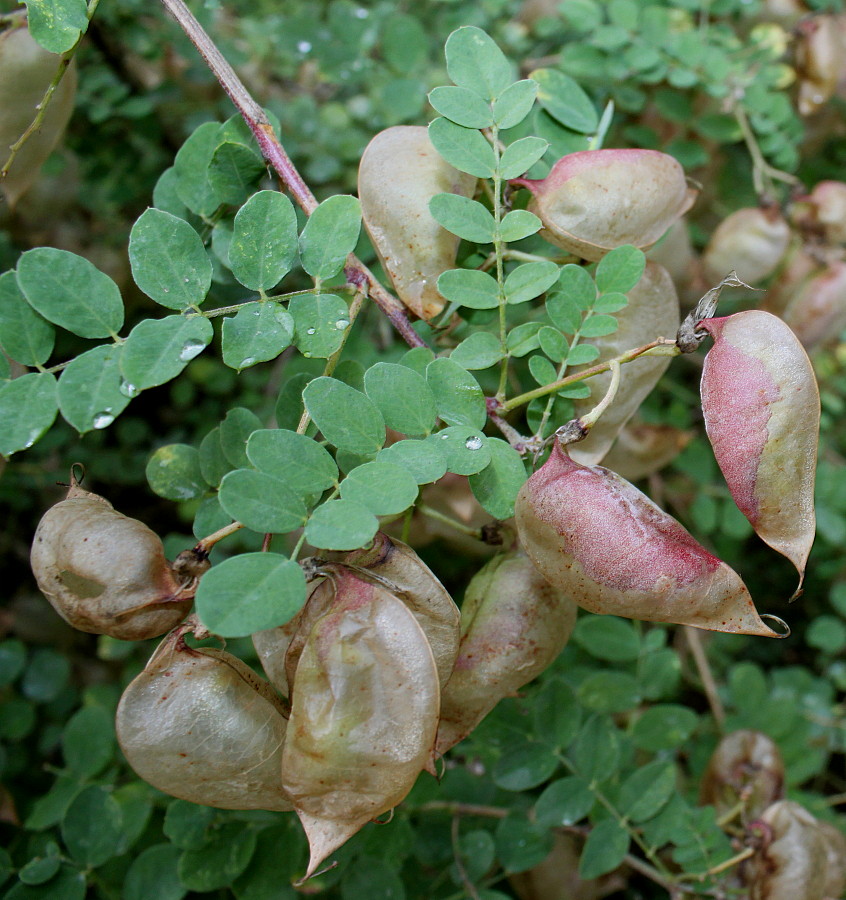 Image of genus Colutea specimen.