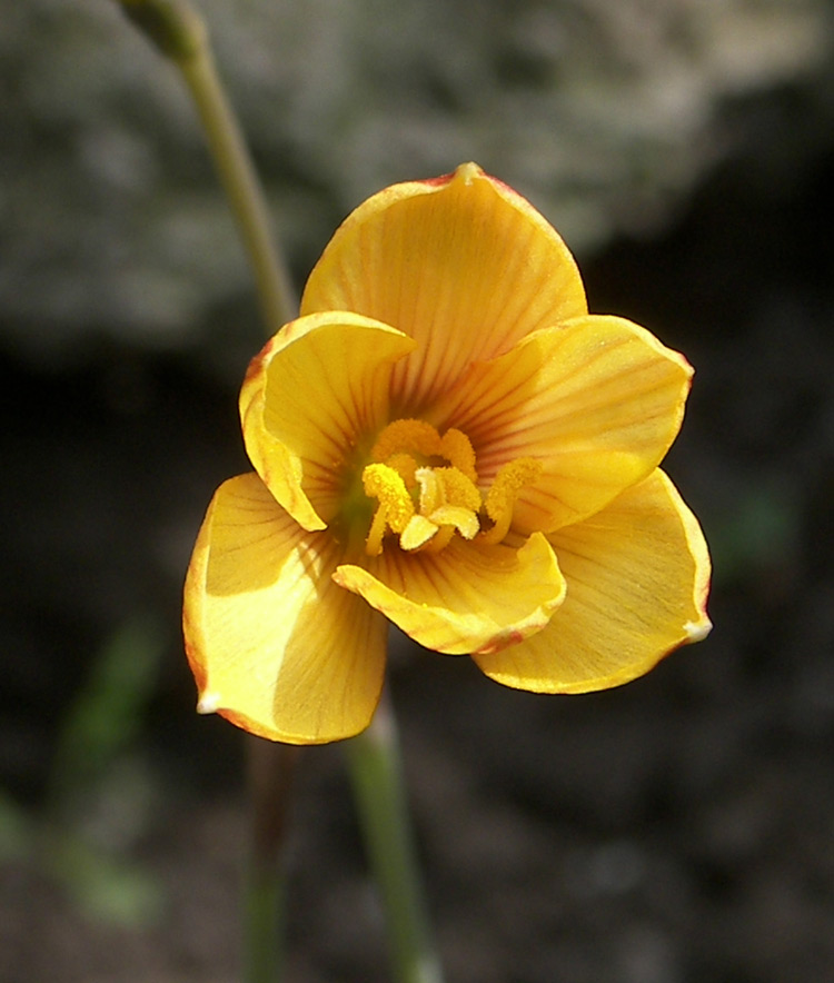 Изображение особи Habranthus tubispathus.