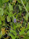 Pontederia cordata
