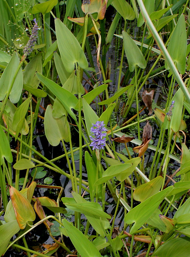 Изображение особи Pontederia cordata.