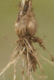 Allium glomeratum