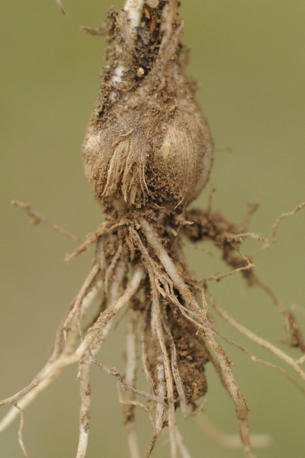 Image of Allium glomeratum specimen.