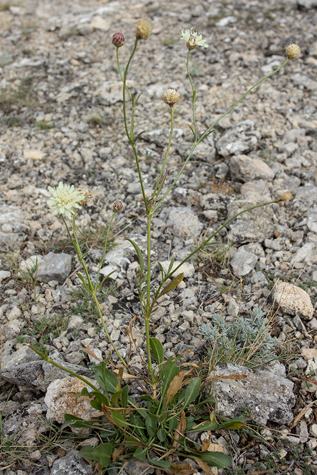 Изображение особи Cephalaria coriacea.