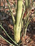 Amelanchier laevis