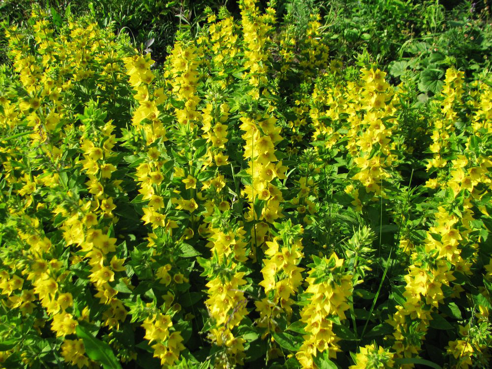 Image of Lysimachia punctata specimen.