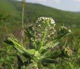 Lepidium campestre. Верхушка побега с соцветием. Краснодарский край, Абинский р-н, окр. ст. Шапсугская, известняковый карьер. 28.04.2014.