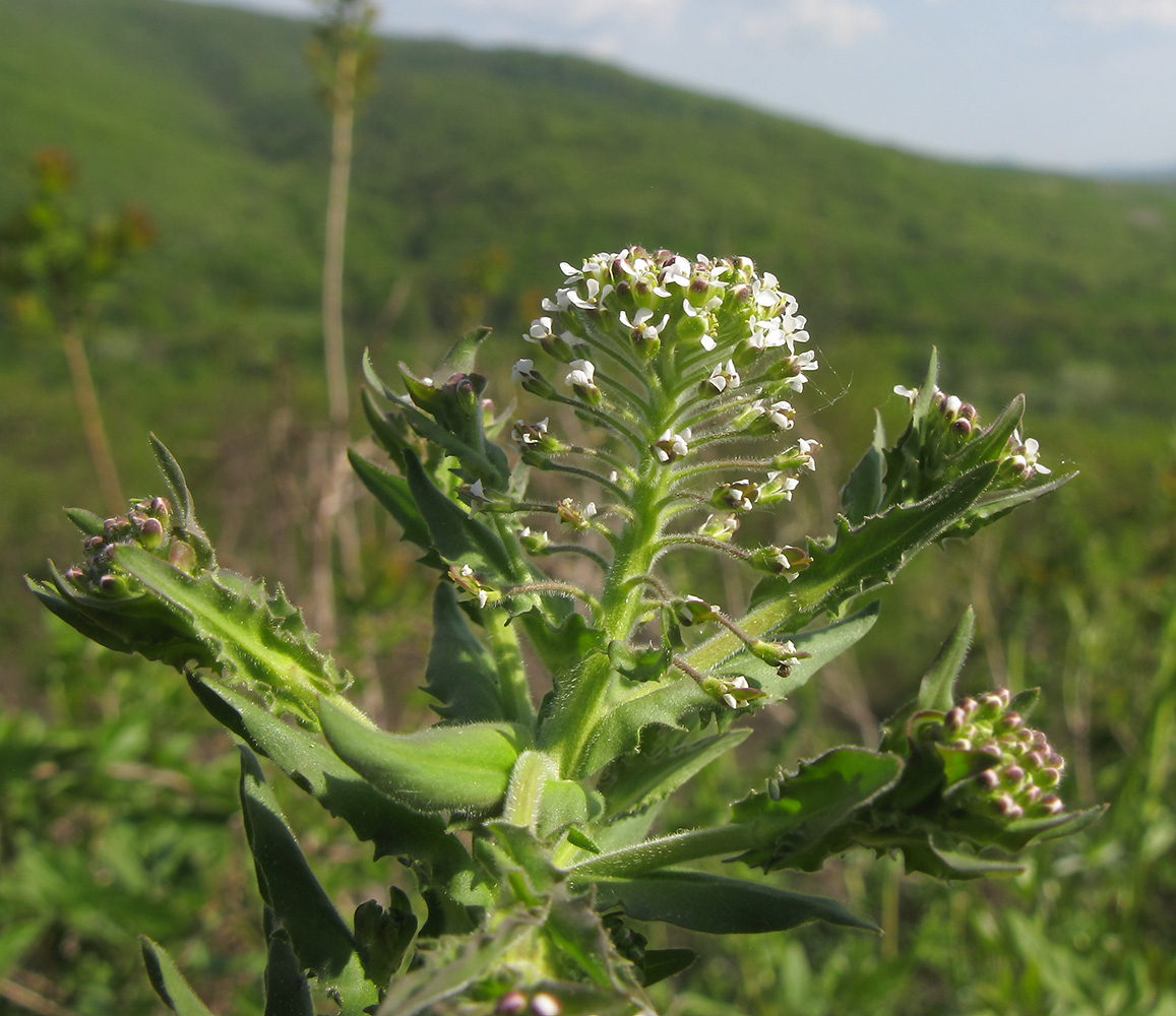 Изображение особи Lepidium campestre.