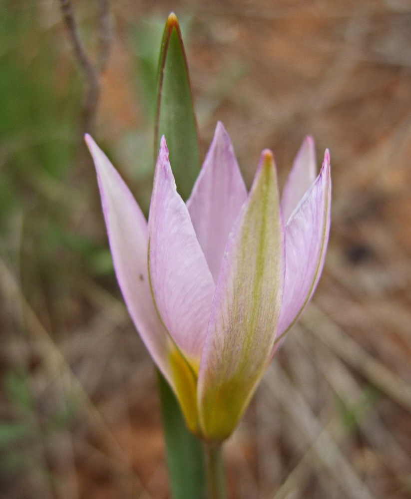 Image of Tulipa patens specimen.