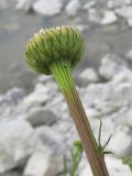 Leucanthemum vulgare