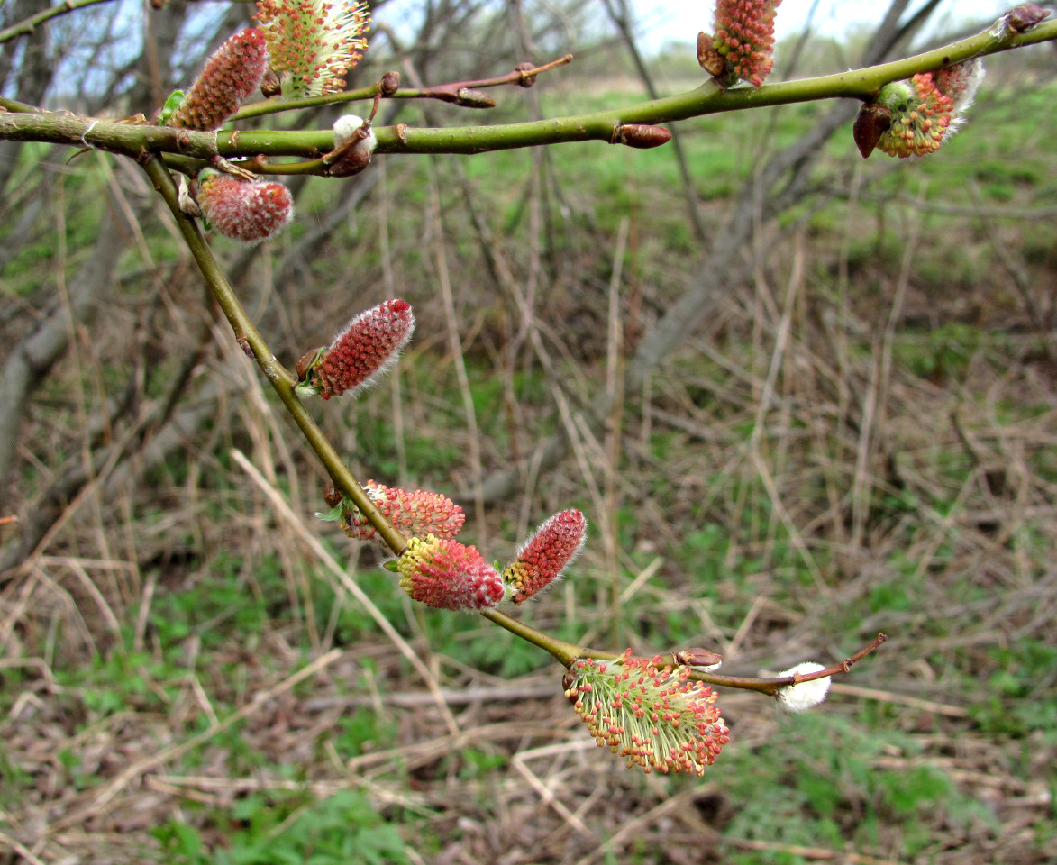 Image of Salix phylicifolia specimen.