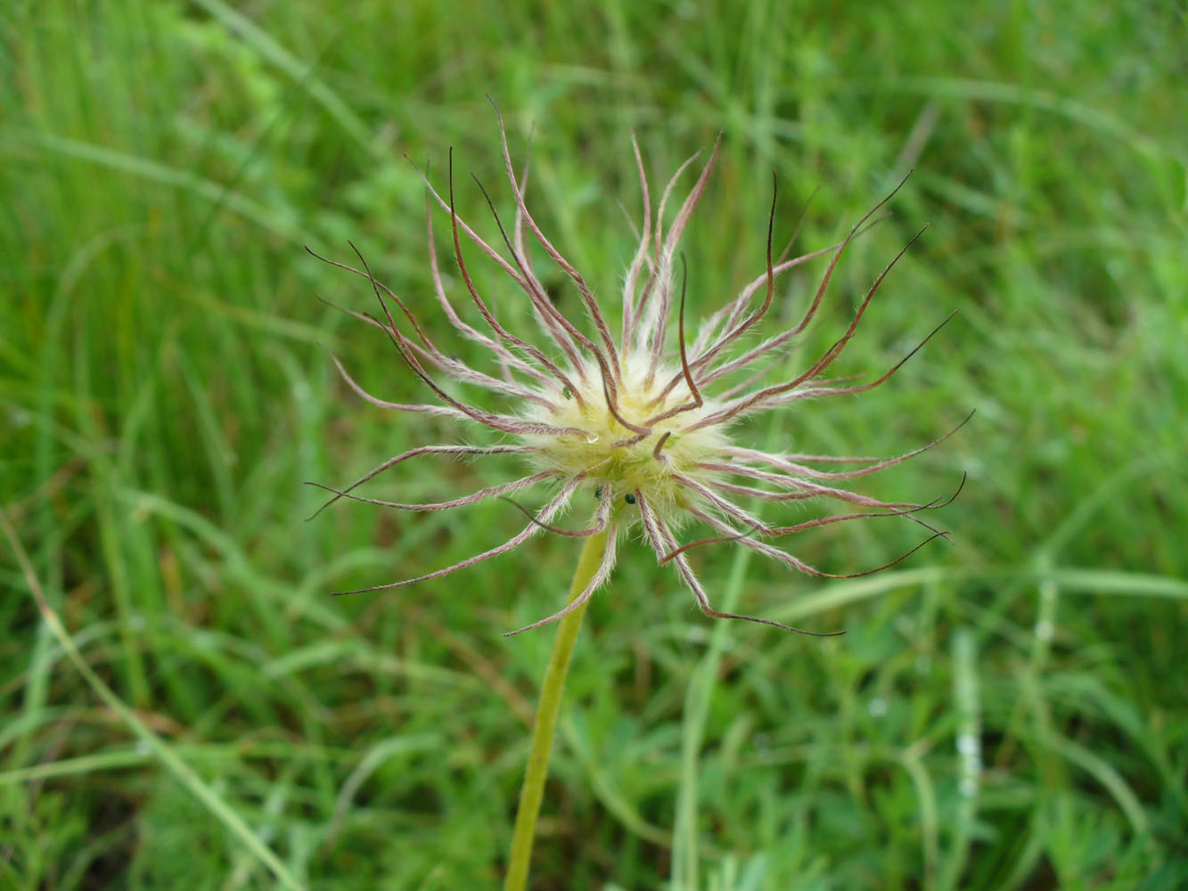 Изображение особи род Pulsatilla.