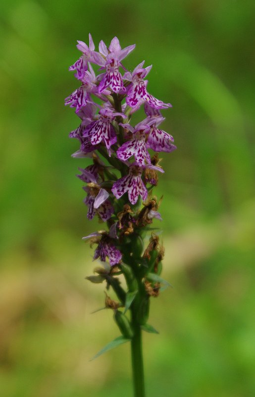 Изображение особи Dactylorhiza fuchsii.