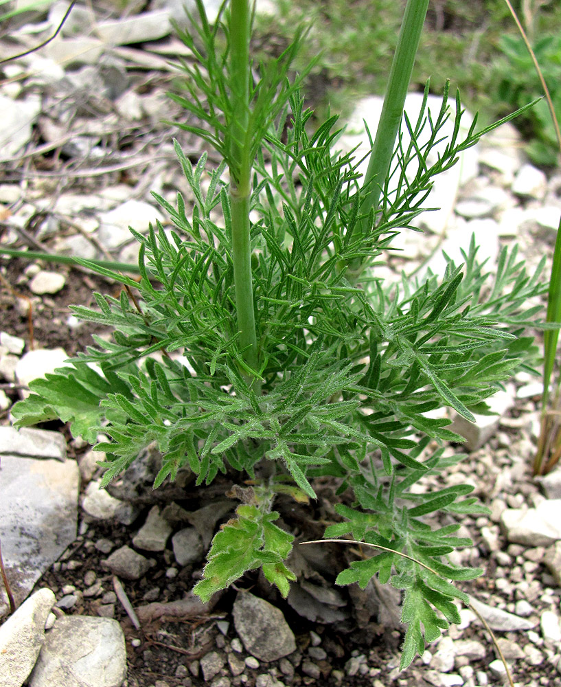 Изображение особи Scabiosa bipinnata.