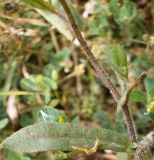 Crepis setosa