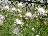 Centaurea scabiosa