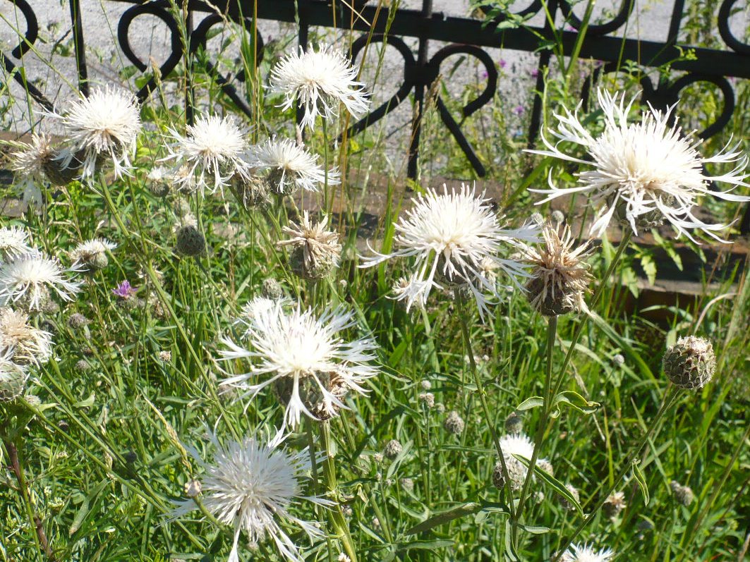 Изображение особи Centaurea scabiosa.