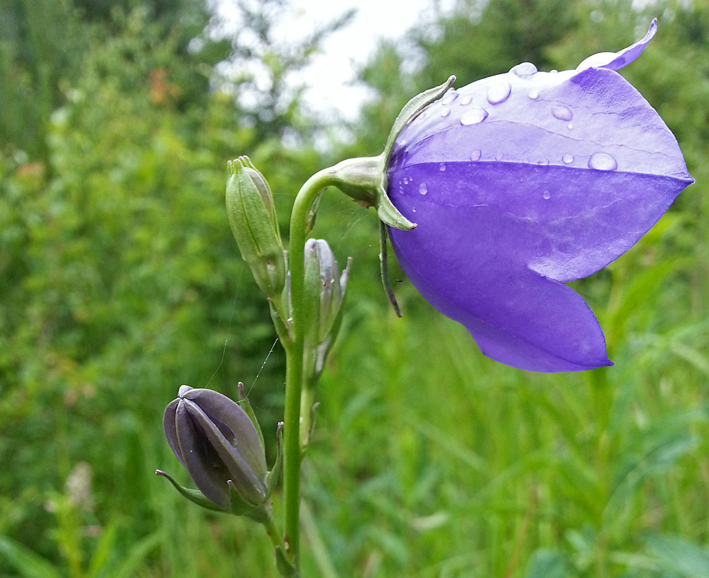 Изображение особи Campanula persicifolia.