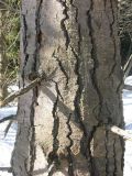 Image of taxon representative. Author is Алексей Малиновских