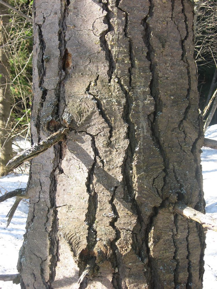 Image of Abies sibirica specimen.