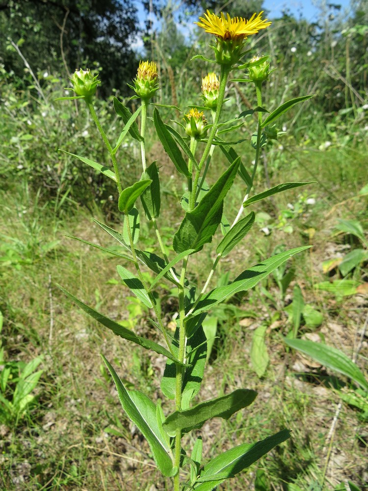 Изображение особи Inula salicina.