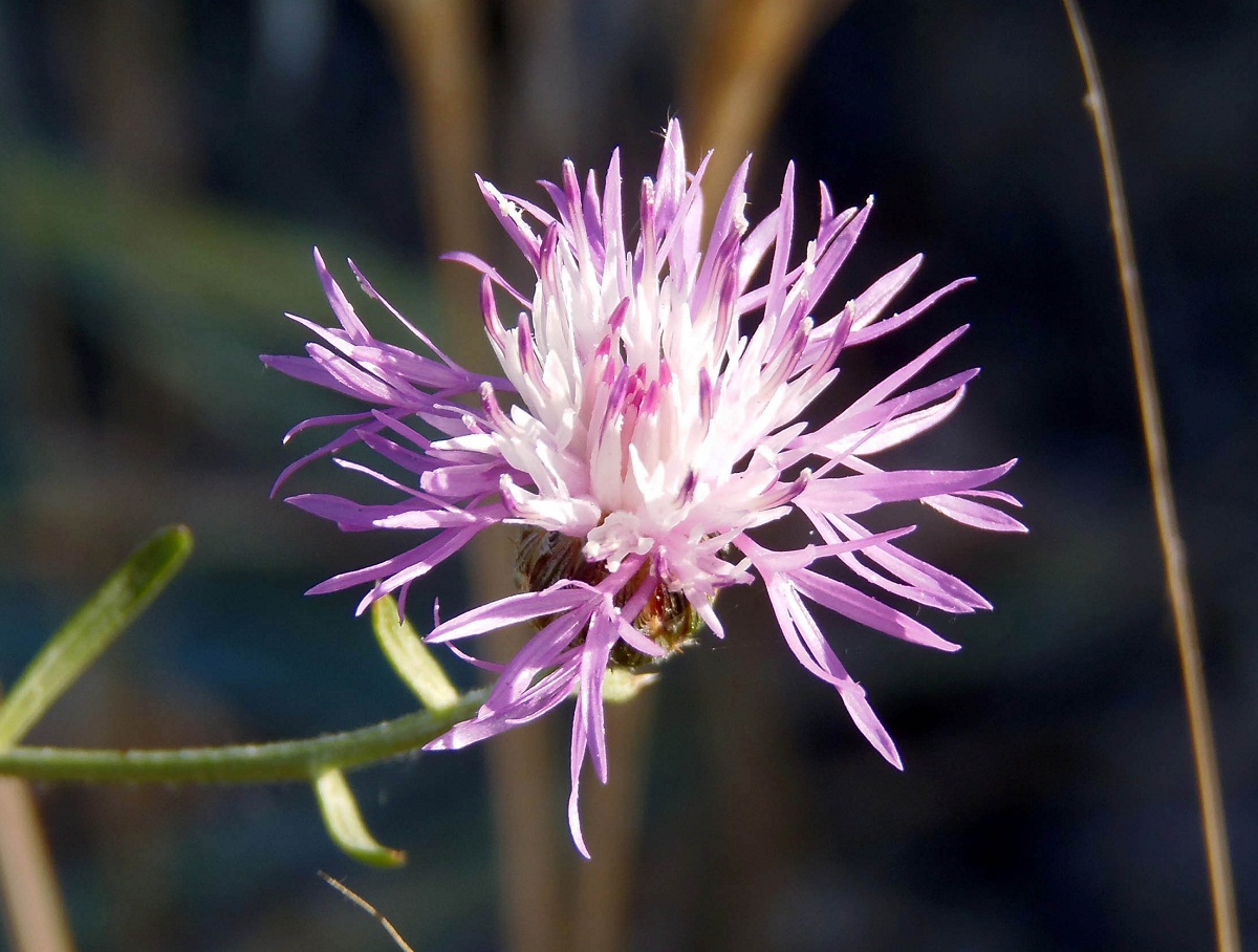 Изображение особи Centaurea odessana.