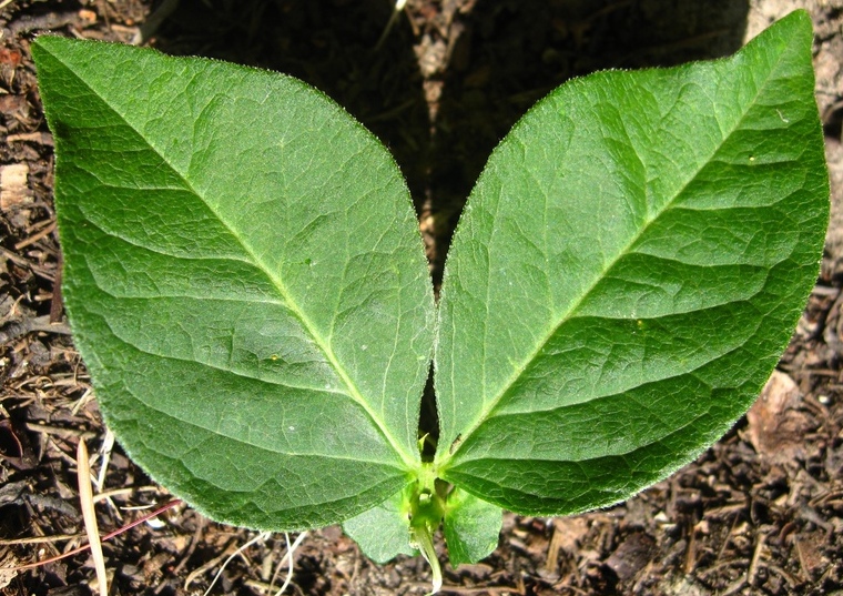 Image of Vicia unijuga specimen.