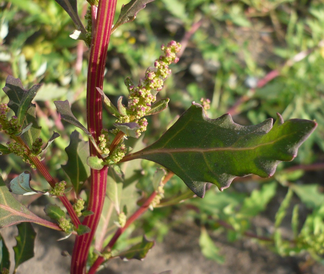 Изображение особи Oxybasis glauca.
